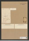 Chaetoceros lorenzianus Grun. (de-Toni-Nr.: Genus 149, Species 4127) Zeichnungen Sammlung Grunow Nr. 7674 (NHMW-BOT-W0376870)